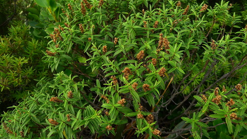 Veronica strictissima, photograph 4
