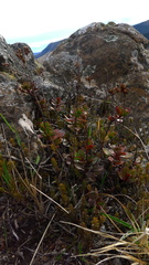 Veronica lavaudiana