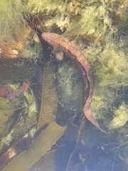 Snaky Klipfish photo 2