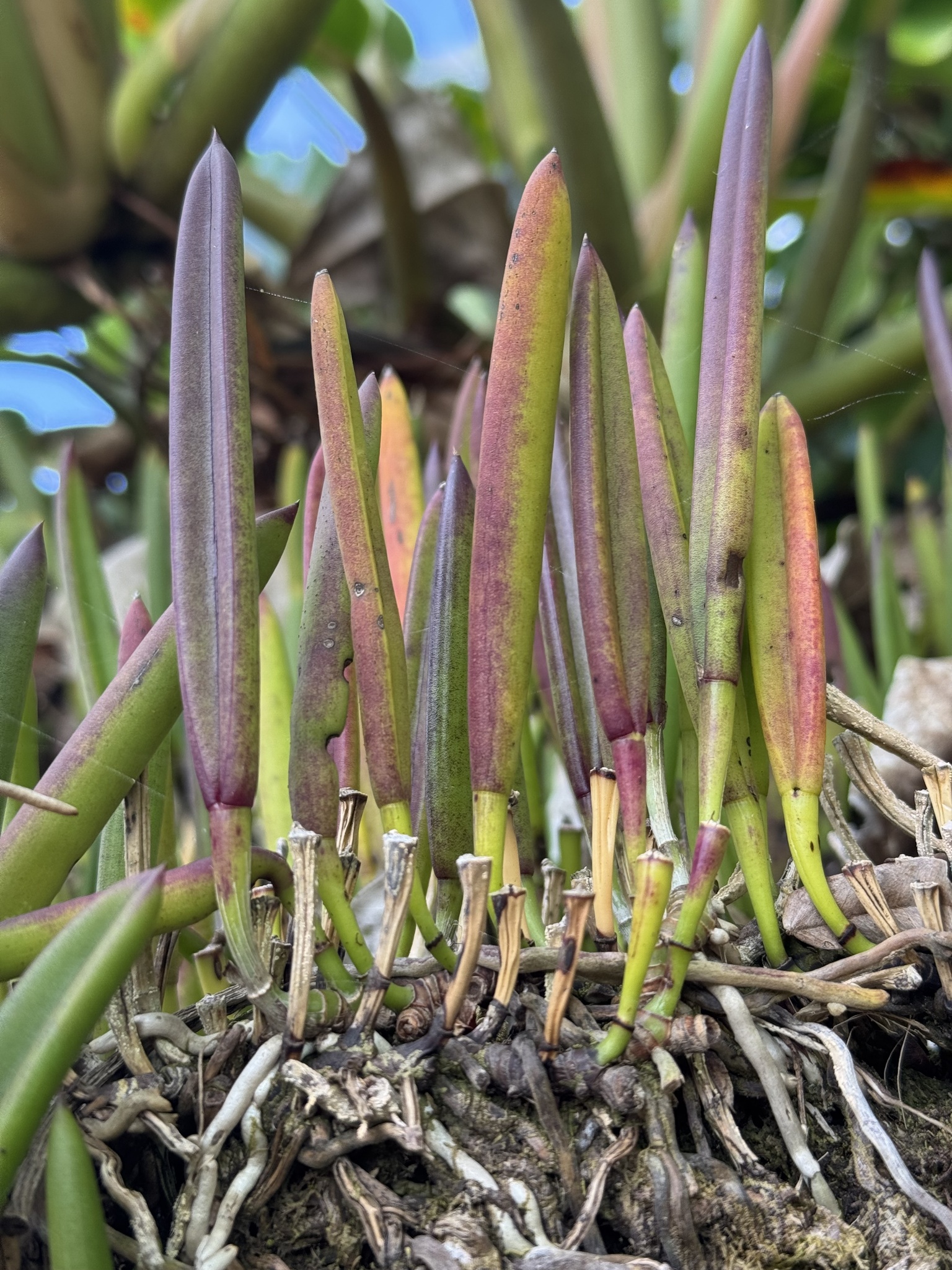 Brassavola nodosa (L.) Lindl. 2