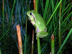 Hyla molleri