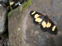 Acraea cabira
