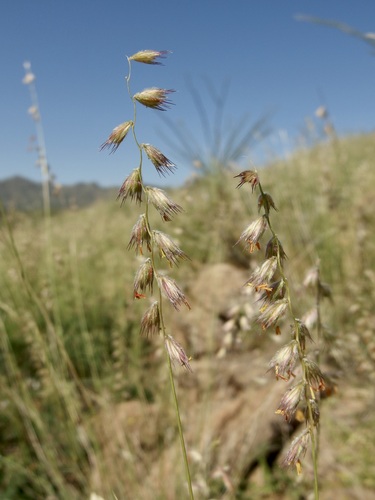Image of Bouteloua eludens by (c) Sue Carnahan, some rights reserved (CC BY)