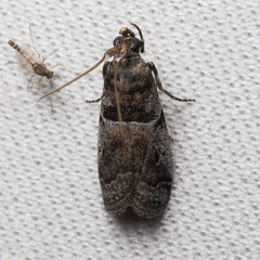 Quasisalebria occidentalis