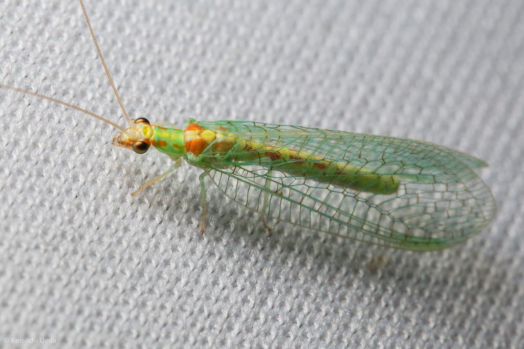 Four-spotted Green Lacewing