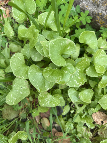 Miner's Lettuce* foliage