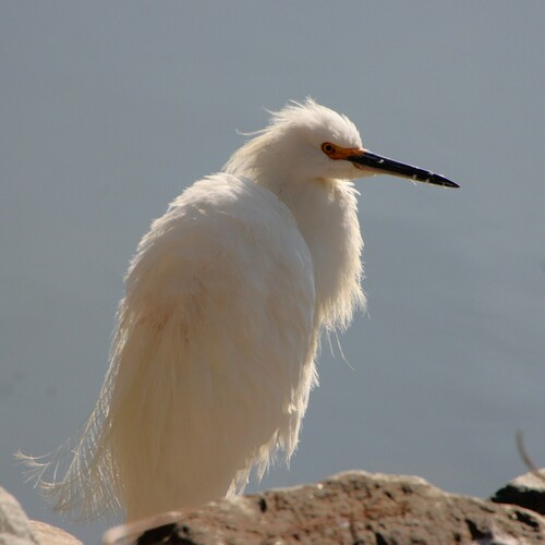 iNaturalist observation photo of Snowy Egret