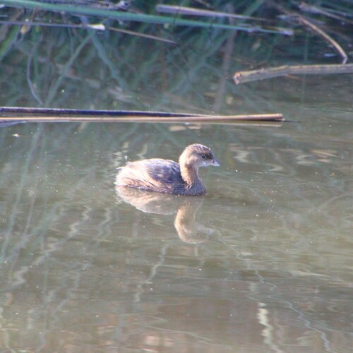 iNaturalist observation photo of Pied-billed Grebe