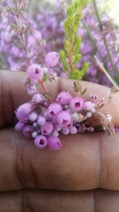 Erica hirtiflora hirtiflora