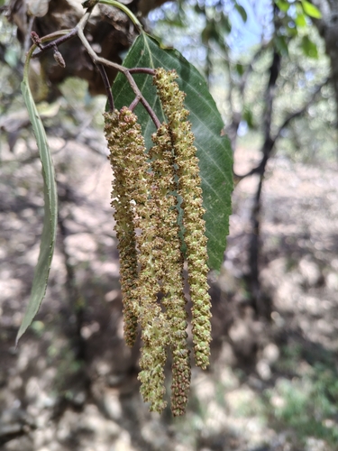 Foto de Amieiro