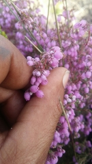 Erica hirtiflora hirtiflora