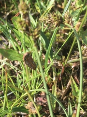 Carex norvegica