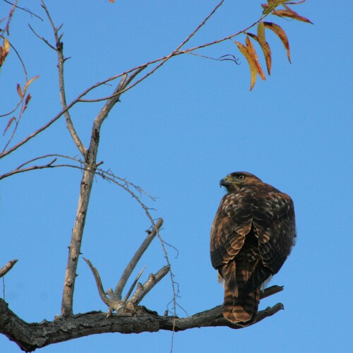 iNaturalist observation photo of Red-tailed Hawk