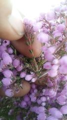 Erica hirtiflora hirtiflora