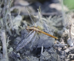 Orthetrum testaceum