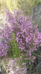 Erica hirtiflora hirtiflora