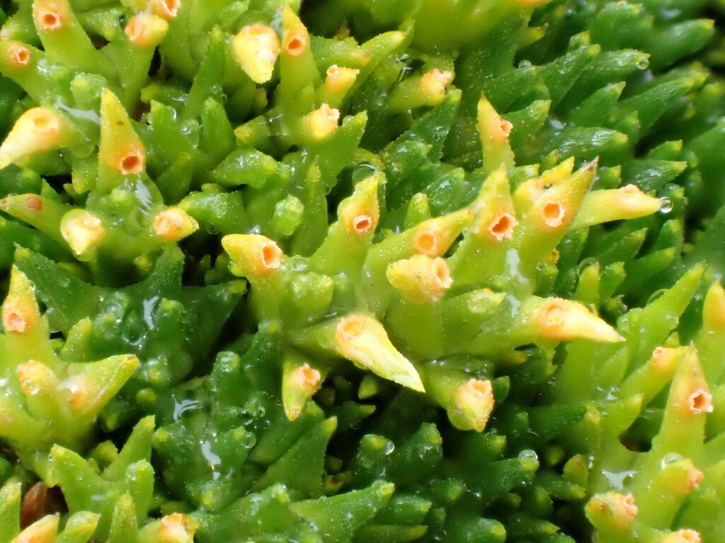 Aecidium monocystis from Walls of Jerusalem TAS 7304, Australia on ...