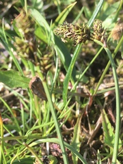 Carex norvegica