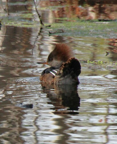 iNaturalist observation photo of Hooded Merganser