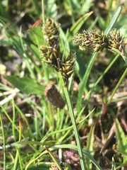 Carex norvegica