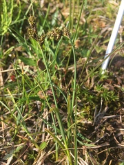 Carex norvegica