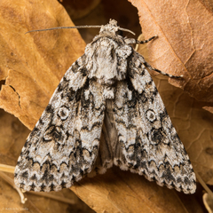 Acronicta marmorata