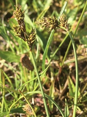 Carex norvegica