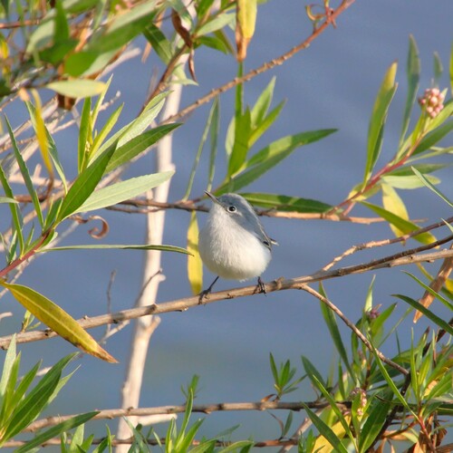 iNaturalist observation photo of Blue-gray Gnatcatcher