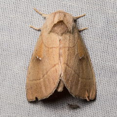 Nadata