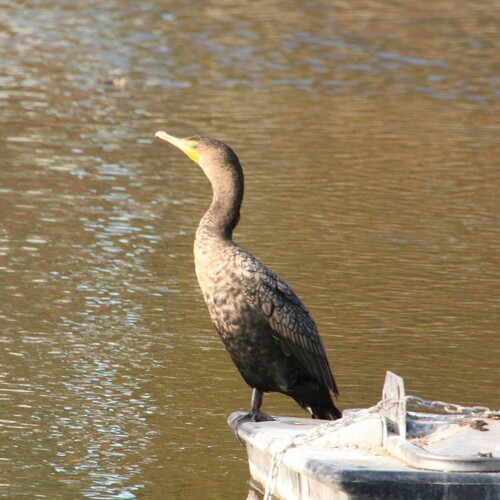 iNaturalist observation photo of Double-crested Cormorant