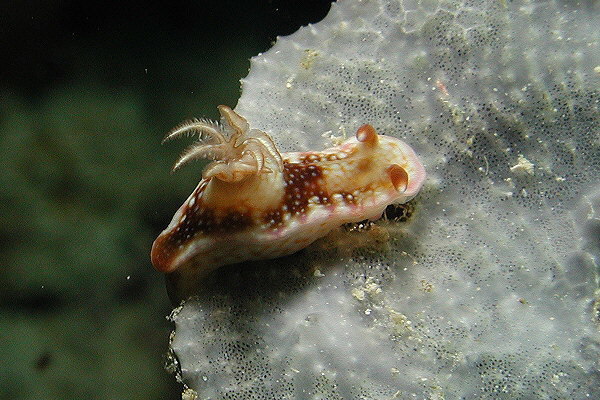 Hypselodoris reidi