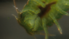 Exosphaeroma obtusum