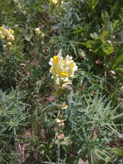 Linaria vulgaris