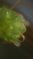 Exosphaeroma obtusum