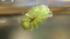 Exosphaeroma obtusum