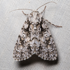 Acronicta marmorata