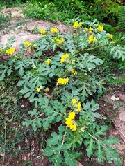 Solanum rostratum