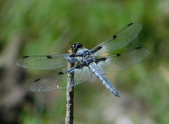 Libellula nodisticta