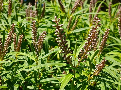 Image of Veronica parviflora by (c) Leon Perrie, some rights reserved (CC BY)