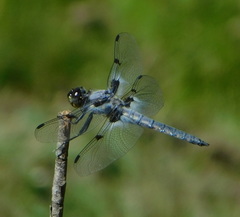 Libellula nodisticta