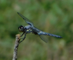 Libellula nodisticta