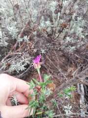Lampranthus elegans