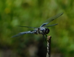 Libellula nodisticta