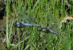 Libellula nodisticta