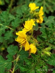 Solanum rostratum