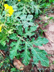 Solanum rostratum