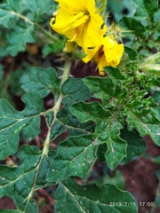 Solanum rostratum