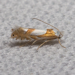 Phyllonorycter fitchella
