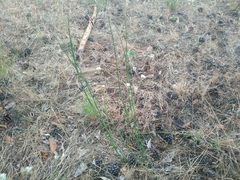Equisetum × moorei
