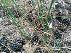Equisetum × moorei